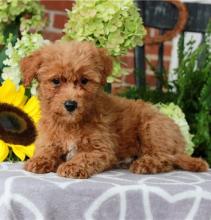 Puppies for sale , cavapoo - Spain, Bilbao