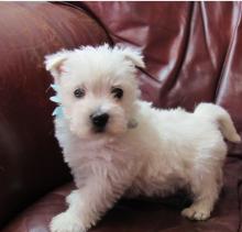 Puppies for sale west highland white terrier - Ireland, Waterford
