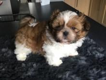 Puppies for sale shih tzu - Ireland, Offaly