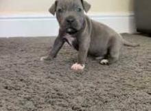 Puppies for sale staffordshire bull terrier - Greece, Heraklion