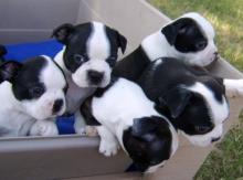 Puppies for sale boston terrier - Germany, Cottbus