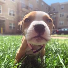 Puppies for sale american pit-bull terrier - Lithuania, Utena