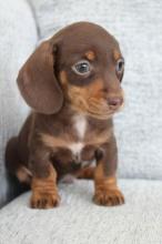 Puppies for sale dachshund - Austria, Vienna. Price 155 €