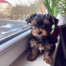 Puppies for sale yorkshire terrier - Latvia, Balvi