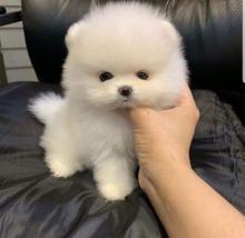 Puppies for sale pomeranian spitz - France, Grenoble