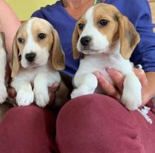 Puppies for sale beagle - Ireland, Laois