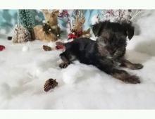 Puppies for sale yorkshire terrier - Luxembourg, Luxembourg