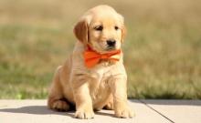 Puppies for sale golden retriever - Latvia, Balvi
