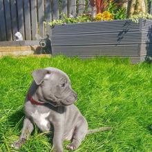 Puppies for sale staffordshire bull terrier - Ireland, Cork. Price 155 €