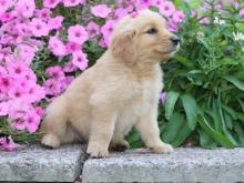 Puppies for sale golden retriever - Latvia, Aizkraukle