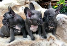 Puppies for sale french bulldog - Russia, Astrakhan