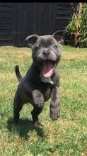 Puppies for sale staffordshire bull terrier - Ukraine, Donetsk