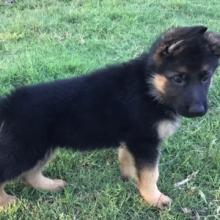 Puppies for sale german shepherd dog - Finland, Turks. Price 155 €
