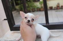 Puppies for sale chihuahua - Germany, Suhl