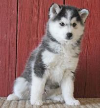 Puppies for sale , siberian husky - Ireland, Dublin