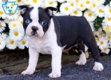 Puppies for sale boston terrier - France, Kann