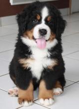 Puppies for sale bernese mountain dog - Latvia, Ludza