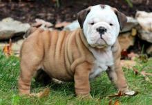 Puppies for sale english bulldog - Estonia, Tallinn