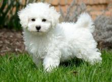 Puppies for sale , bichon frise - Ireland, Dublin