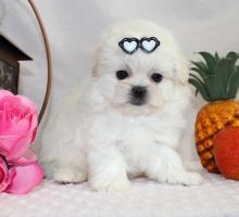 Puppies for sale maltese - Estonia, Sillamyae