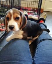 Puppies for sale beagle - Ireland, Dublin