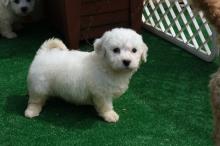 Puppies for sale , bichon frise - Ireland, Dublin