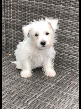 Puppies for sale west highland white terrier - Ireland, Cork