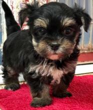Puppies for sale yorkshire terrier - Ireland, Limerick