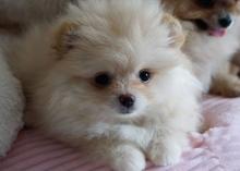 Puppies for sale , pomeranian - Ireland, Dublin