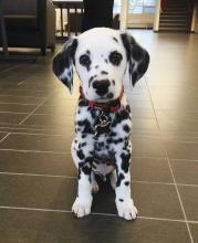 Puppies for sale dalmatian - France, Saint-Etienne