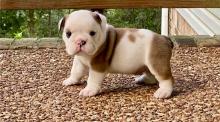 Puppies for sale english bulldog - Germany, Dortmund