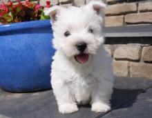 Puppies for sale west highland white terrier - Ireland, Tipperary