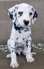 Puppies for sale dalmatian - France, Paris. Price 10 €