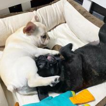 Puppies for sale french bulldog - United Kingdom, Oxford