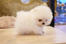Puppies for sale pomeranian spitz - Austria, Linz