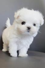 Puppies for sale maltese - Estonia, Sillamyae