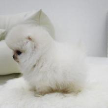Puppies for sale pomeranian spitz - Romania, Golden