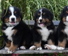 Puppies for sale bernese mountain dog - Netherlands, Utrecht