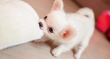 Puppies for sale chihuahua - Ireland, Dublin, Galway