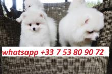 Puppies for sale pomeranian spitz - France, Ren