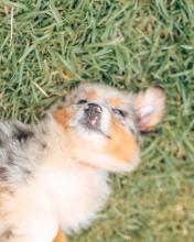 Puppies for sale australian shepherd - Netherlands, Amsterdam
