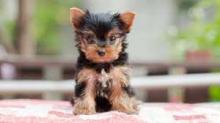 Puppies for sale yorkshire terrier - Ireland, Dublin, Galway