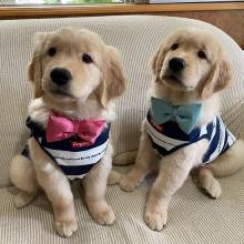 Puppies for sale golden retriever - Austria, Vienna