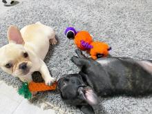 Puppies for sale french bulldog - Germany, Stuttgart