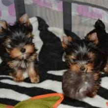 Puppies for sale yorkshire terrier - France, Paris
