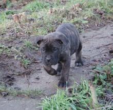 Puppies for sale , cane corso - Ireland, Dublin, Galway