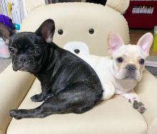Puppies for sale french bulldog - Estonia, Sillamyae