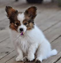 Puppies for sale papillon and phalene - Greece, Piraeus