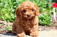 Puppies for sale , cavapoo - Azerbaijan, Lankaran