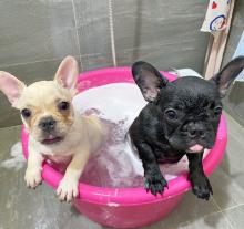 Puppies for sale french bulldog - Germany, Mainz